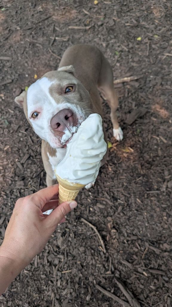 Pipsqueak, a white and taupe lean American pitbull terrier looking adorable eating ice cream. 